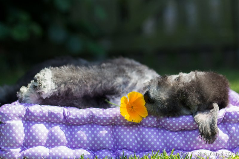 2014-07-03 Cherry-6966.jpg